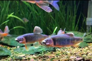 养鱼硝化菌怎么放