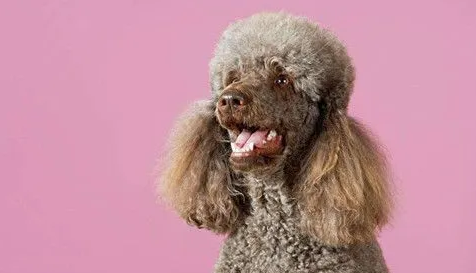 贵宾犬掉毛厉害吗?来这里get下吧 贵宾犬掉毛厉害吗?来这里get下吧