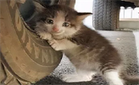 冬天猫丢了一般会在哪