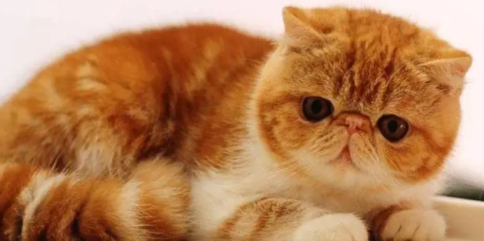 加菲猫为什么不愿进猫窝？原来是这样啊