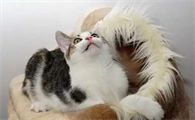 猫很贱越养越讨厌