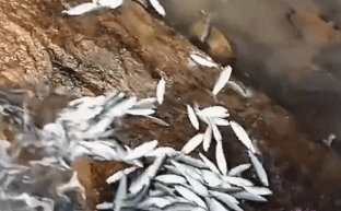 惠州出现大量的沙丁鱼主动跳上岸，居民：百年难见！