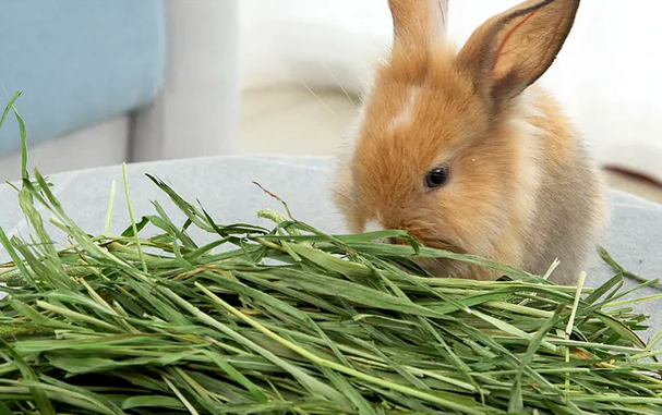 幼兔吃多少提摩西草