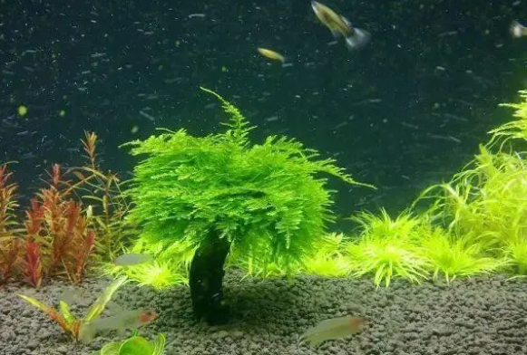 鱼缸粘水草用什么胶