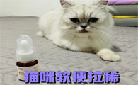 猫大便前段成型后面稀怎么回事?一起来瞧瞧