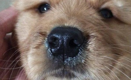 狗狗上呼吸道最好的消炎药