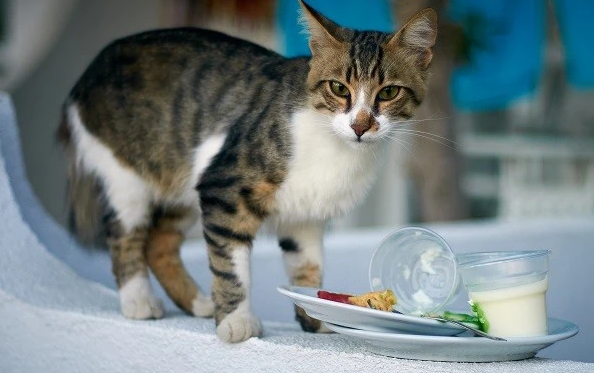 猫咪要喝酸奶吗