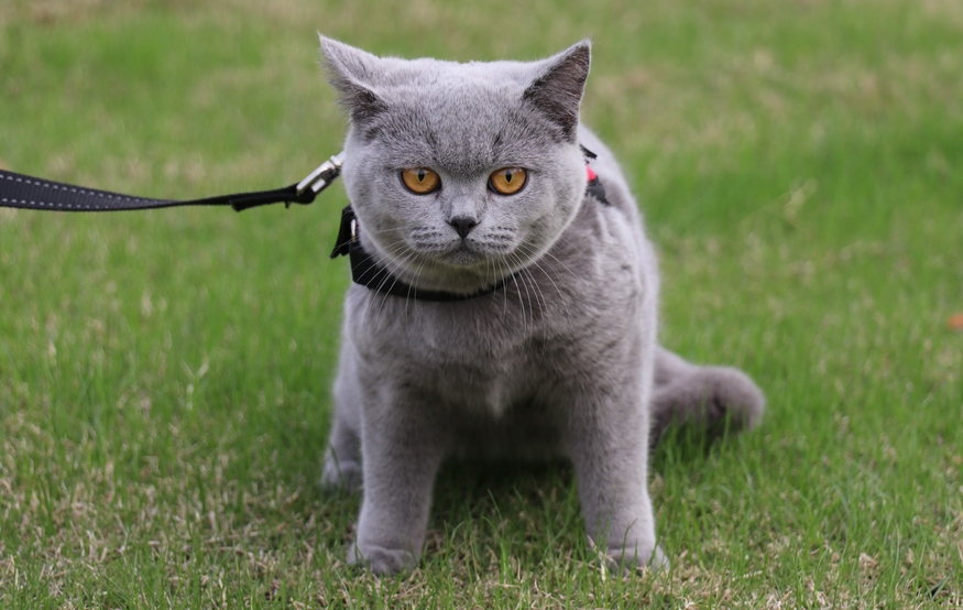 为什么好多人丢蓝猫