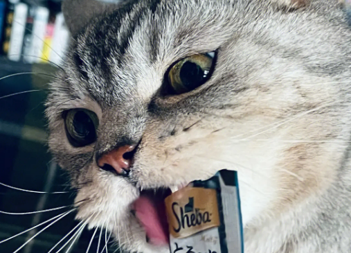猫咪为什么不吃猫条