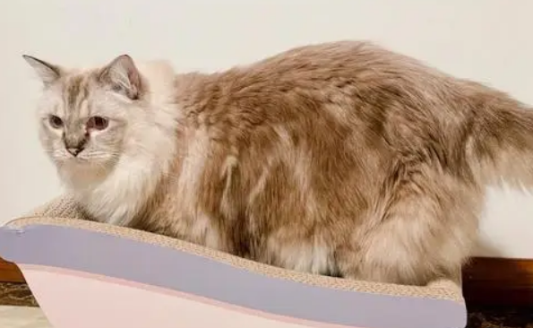 笼养猫咪需要猫抓板么？答案在这里