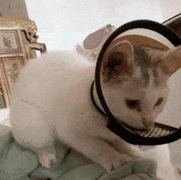 投喂了50天的流浪猫,结果发现是邻居家的 投喂了50天的流浪猫,结果发现是邻居家的