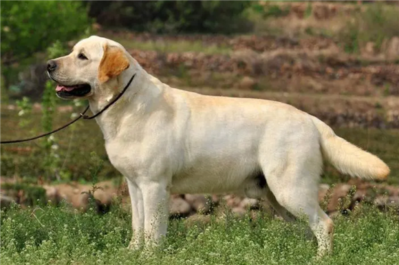拉布拉多是大型犬吗?答案很显然 拉布拉多是大型犬吗?答案很显然