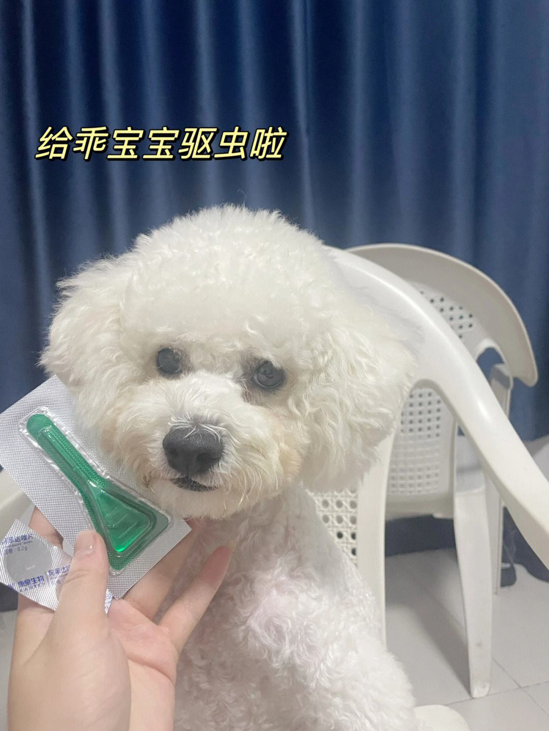 给狗驱虫多少钱