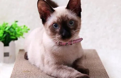 有猫爬架还需要猫抓板吗 有猫爬架还需要猫抓板吗