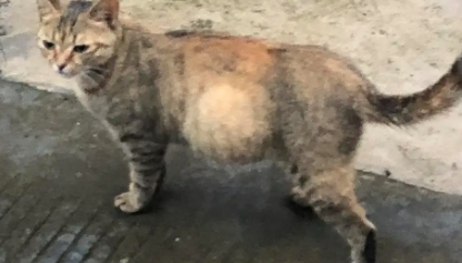 猫肚子大一定是腹水吗?会什么什么原因呢? 猫肚子大一定是腹水吗?会什么什么原因呢?