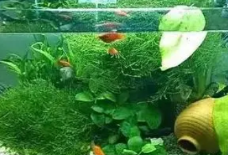 鱼缸养水草对鱼好吗