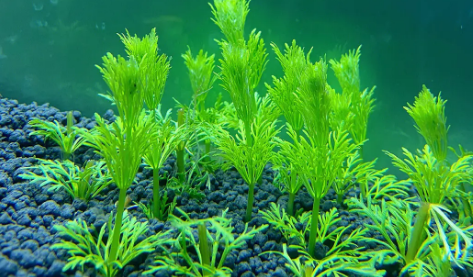 鱼缸如何种水草