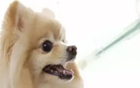 小狗感冒用什么药注射