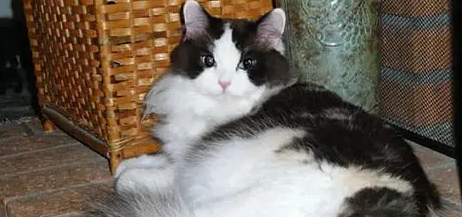 褴褛猫怎么训练？来看看~