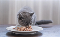 幼猫可以吃猫条吗