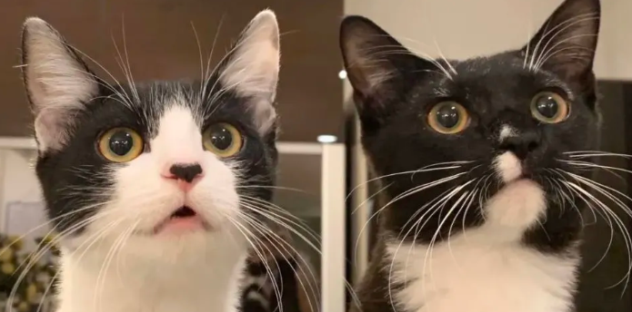 奶牛猫为什么突然很神经？一定要重视！
