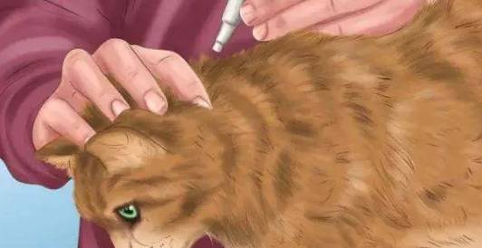 养猫怎么给家里杀虫?铲屎官须知! 养猫怎么给家里杀虫?铲屎官须知!