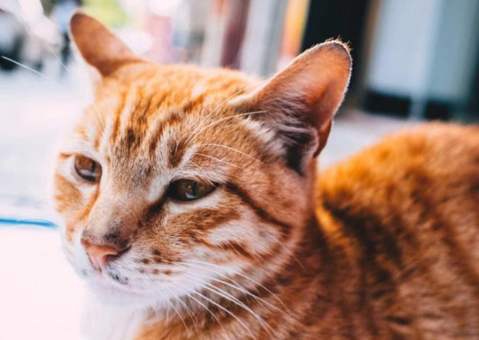 20岁的“冻龄”橘猫：主人都长大了，它依旧保持童颜！