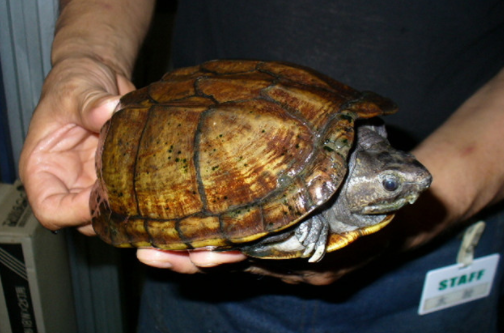 详细给你说,哥伦比亚泥龟多少钱?