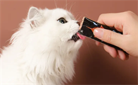 猫咪有必要吃猫条吗