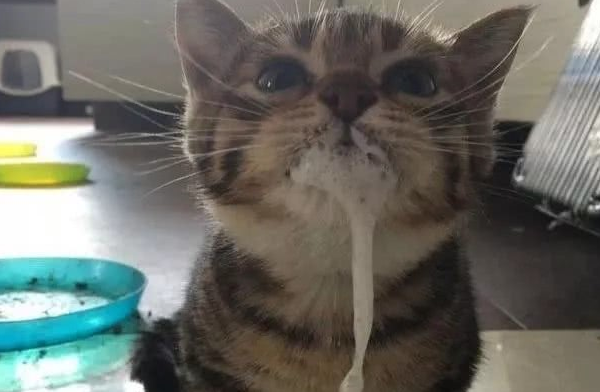 猫咪口吐白沫一直抽搐的原因你找到了吗? 猫咪口吐白沫一直抽搐的原因你找到了吗?
