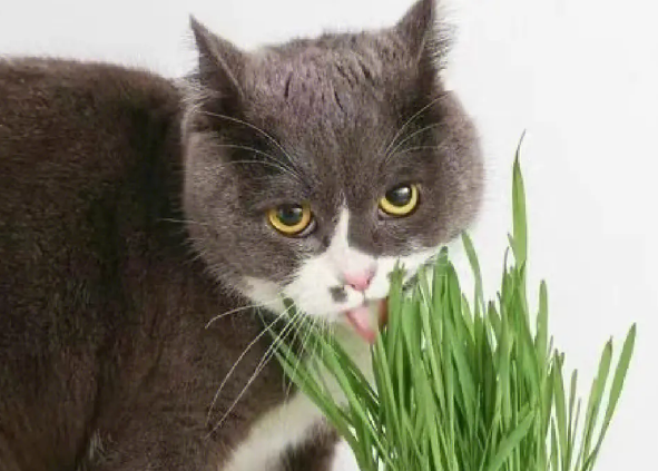 猫咪用吃那个猫草