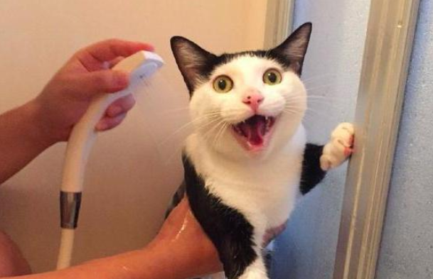 打了猫猫能记仇多久，有没有想get的！