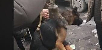大狼狗被带到狗市卖,吊着称重时含泪挣扎 大狼狗被带到狗市卖,吊着称重时含泪挣扎