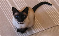 温顺到打死也不咬人的猫排名