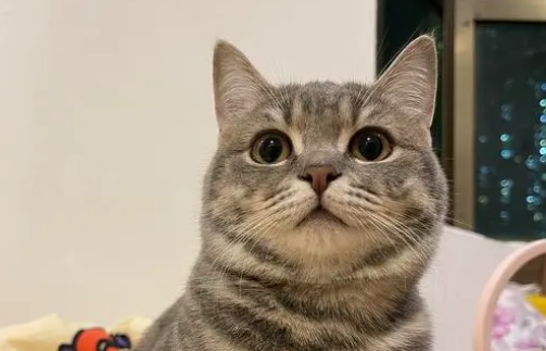 猫两岁了还能打疫苗吗？来get下吧