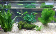 鱼缸里怎么种水草