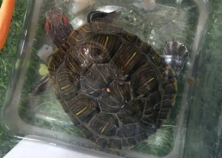 鱼能喂龟粮吗