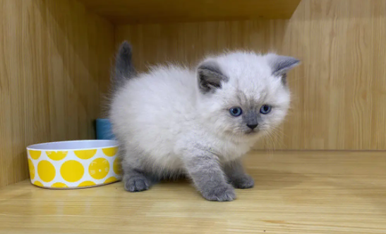 重点色短毛猫为什么难饲养？速速来了解一下！