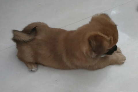 土狗有小型犬吗？具体看这里！