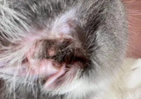 宠物猫有耳螨是什么症状 宠物猫有耳螨是什么症状