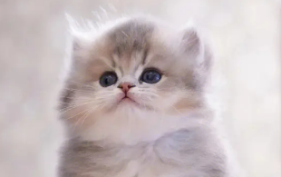 养宠小知识：猫咪之间有语言吗？