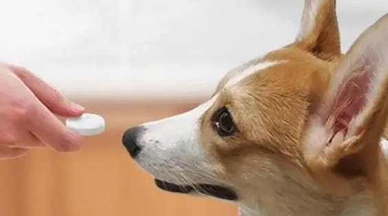 宠物益生菌菌种
