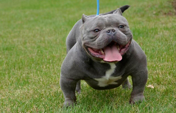 恶霸犬是什么犬种