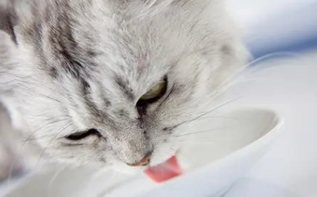 猫咪益生菌多少钱