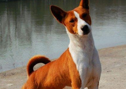 巴仙吉犬养之前要准备什么？看你了解吗？