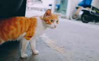 猫丢了如何快速找回