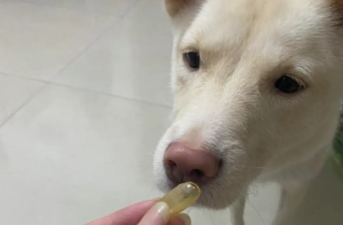 狗狗鱼油的作用