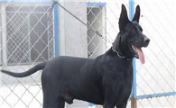 黑狼犬能长多大多重?铲屎官都来了解一下