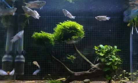 鱼缸水质怎么处理