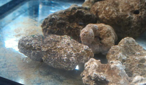 硝化细菌生活在哪 硝化细菌生活在哪